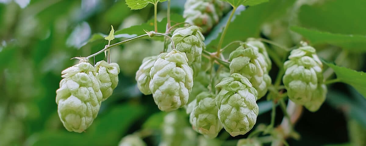 Le diverse varietà di luppolo e il loro impatto sull’aroma dell’IPA