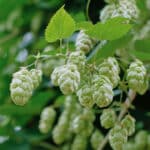 Le diverse varietà di luppolo e il loro impatto sull’aroma dell’IPA